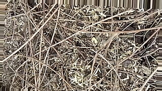 oral-sex-orgy-in-the-forest-blacked