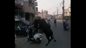 young girl and animals xxx